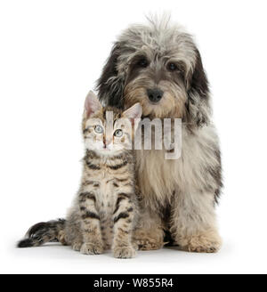 Tabby kitten, Stanley, 8 semaines, avec des noirs et gris doodle poodle Daschund Daxie (croix) puppy, cailloux. Banque D'Images