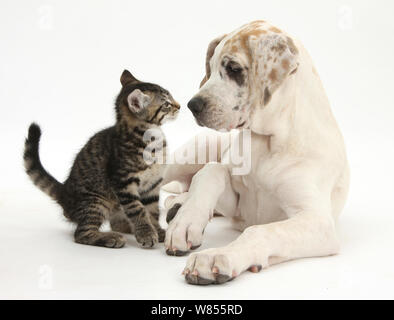 Tabby kitten, Fosset, 10 semaines, avec le dogue allemand chiot, Tia, 14 semaines. Banque D'Images