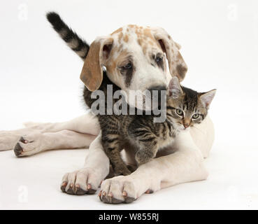 Tabby kitten, Fosset, 10 semaines, avec le dogue allemand chiot, Tia, 14 semaines. Banque D'Images