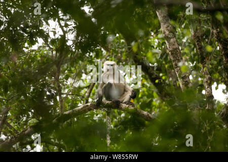 Tonkin snub-nosed monkey (Rhinopithecus avunculus) dans l'arbre, au Vietnam. Espèces en danger critique d'extinction. Banque D'Images