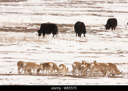 Yack sauvage (Bos mutus) et la gazelle tibétaine (Procapra picticaudata) pâturage dans la neige, Sanjiangyuan, Qinghai, Chine, décembre Banque D'Images