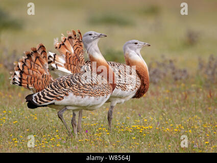 Grand outardes (Otis tarda) hommes, en Espagne, en avril . Ex-libris oiseaux fascinants. Banque D'Images