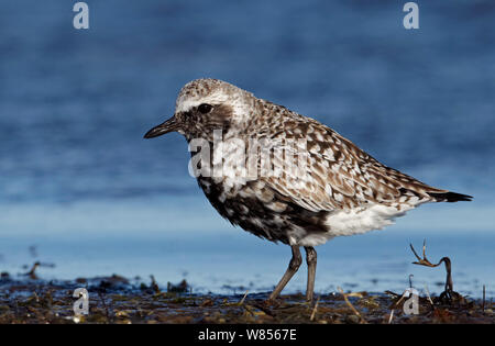 Grey Plover (Pluvialis squatarola) des profils profil sur le rivage, l'OTU La Finlande peut Banque D'Images