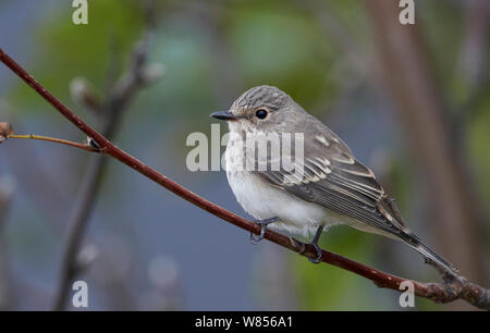 Spotted Flycatcher (Muscicapa striata) portrait de profil, l'OTU FINLANDE Septembre Banque D'Images