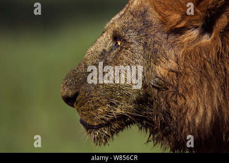 L'African Lion (Panthera leo) mâle tête portrait, après l'alimentation sur un kill, Masai Mara National Reserve, Kenya. Mars Banque D'Images