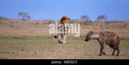 L'African Lion (Panthera leo) mâle approchant l'Hyène tachetée (Crocuta crocuta) Masai Mara National Reserve, Kenya. Mars Banque D'Images