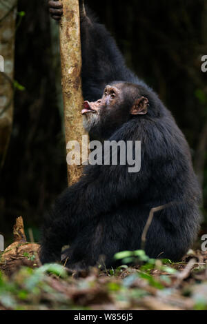 Western (pan troglodytes verus) mâle alpha 'Foaf' âgés de 30 ans faisant une volcalisation «Pant Hoot' de prendre contact avec les autres membres de la communauté, Bossou Forêt, Mont Nimba, en Guinée. Décembre 2010. Banque D'Images