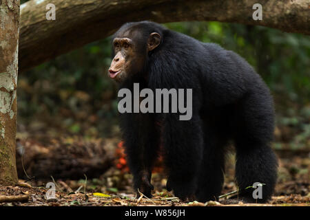 Western (pan troglodytes verus) jeune mâle "Jeje" âgé de 13 ans fait "Pant hoot' vocalisations Bossou Forêt, Mont Nimba, en Guinée. Décembre 2010. Banque D'Images