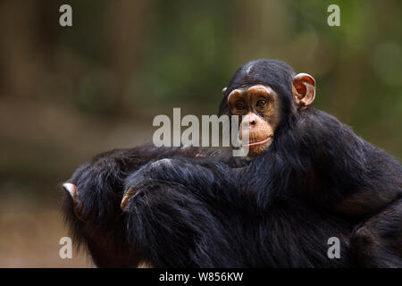 Western (pan troglodytes verus) Flanle «mâle bébé, âgé de 3 ans monté sur son dos, sa mère Bossou Forêt, Mont Nimba, en Guinée. Janvier 2011. Banque D'Images