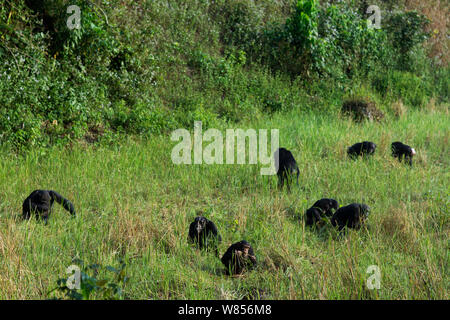 Western (pan troglodytes verus) dans l'alimentation des rizières, Bossou Forêt, Mont Nimba, en Guinée. Janvier 2011. Banque D'Images