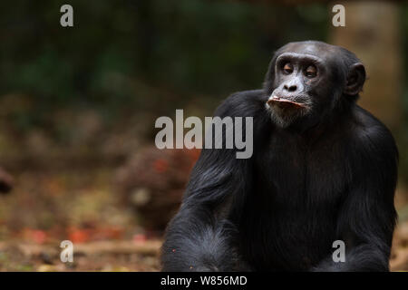 Western (pan troglodytes verus) jeune mâle 'Peley' de 12 ans séance portrait, Bossou Forêt, Mont Nimba, en Guinée. Janvier 2011. Banque D'Images