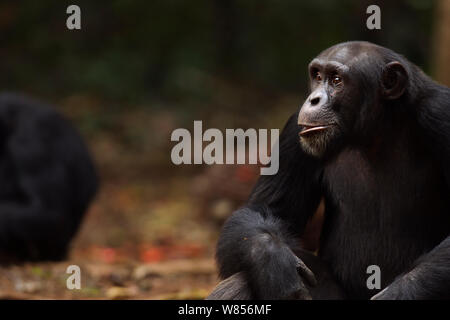 Western (pan troglodytes verus) jeune mâle 'Peley' de 12 ans séance portrait, Bossou Forêt, Mont Nimba, en Guinée. Janvier 2011. Banque D'Images