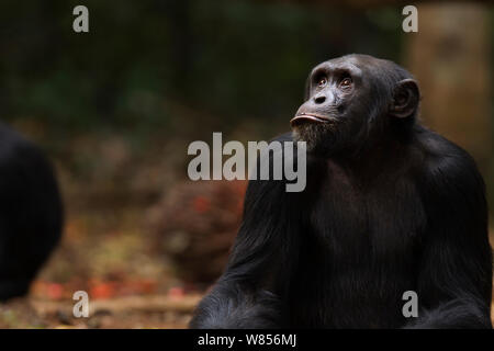 Western (pan troglodytes verus) jeune mâle 'Peley' de 12 ans séance portrait, Bossou Forêt, Mont Nimba, en Guinée. Janvier 2011. Banque D'Images