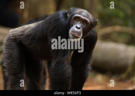 Western (pan troglodytes verus) jeune mâle 'Peley' de plus de 12 ans l'article portrait, Bossou Forêt, Mont Nimba, en Guinée. Janvier 2011. Banque D'Images