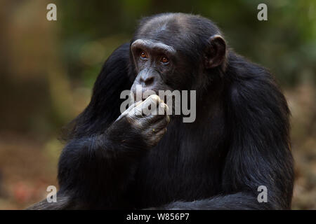 Western (pan troglodytes verus) jeune mâle 'Peley' de 12 ans séance portrait, Bossou Forêt, Mont Nimba, en Guinée. Janvier 2011. Banque D'Images