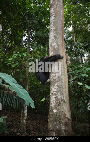 Western (pan troglodytes verus) jeune mâle "Jeje" âgé de 13 ans venant d'un arbre, forêt Bossou, Mont Nimba, en Guinée. Janvier 2011. Banque D'Images