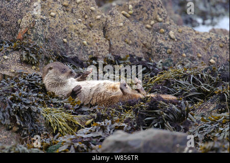 Rivière européenne loutre (Lutra lutra) cub allongé sur le dos et le séchage lui-même sur l'algue, îles Shetland, Écosse, Royaume-Uni, octobre. Banque D'Images