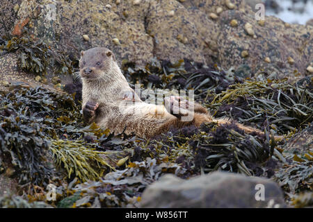 Rivière européenne loutre (Lutra lutra) cub allongé sur le dos et le séchage lui-même sur l'algue, îles Shetland, Écosse, Royaume-Uni, octobre. Banque D'Images