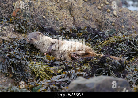 Rivière européenne loutre (Lutra lutra) cub allongé sur le dos et le séchage lui-même sur l'algue, îles Shetland, Écosse, Royaume-Uni, octobre. Banque D'Images