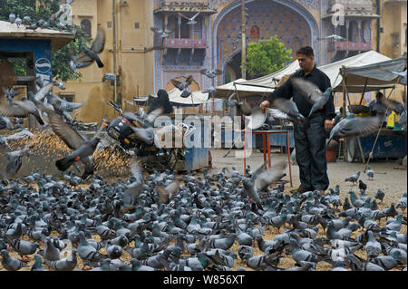 L'alimentation des religieux les pigeons (Columba livia) par les Hindous, Jodphur, Inde Banque D'Images