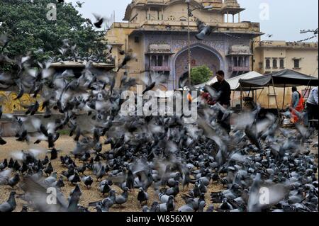 L'alimentation des religieux les pigeons (Columba livia) par les Hindous, Jodphur, Inde Banque D'Images