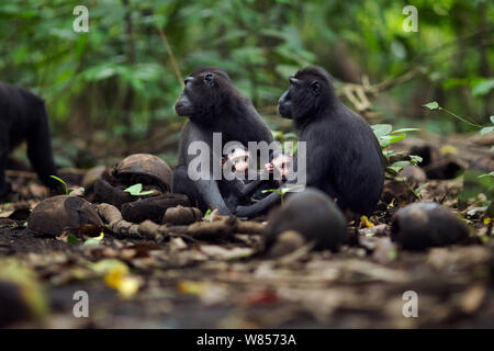 Les Célèbes / Black crested macaque (Macaca nigra) femmes assis avec leurs bébés âgés de moins de 1 mois, le Parc National de Tangkoko, Sulawesi, Indonésie. Banque D'Images