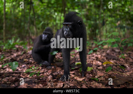 Les Célèbes / Black crested macaque (Macaca nigra) les mineurs toilettage, Parc National de Tangkoko, Sulawesi, Indonésie. Banque D'Images