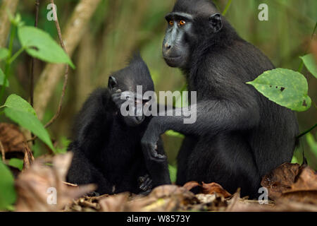 Les Célèbes / Black crested macaque (Macaca nigra) féminin le toilettage un nourrisson, le Parc National de Tangkoko, Sulawesi, Indonésie. Banque D'Images