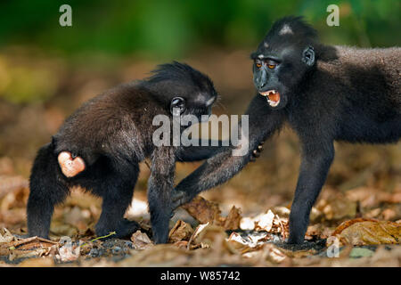 Les Célèbes / Black crested macaque (Macaca nigra) les mineurs jouer combats, le Parc National de Tangkoko, Sulawesi, Indonésie. Banque D'Images