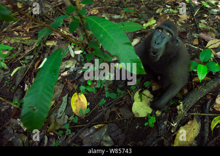 Les Célèbes / Black crested macaque (Macaca nigra) sous-mâle adulte, assis sur le sol de la forêt à la recherche, le Parc National de Tangkoko, Sulawesi, Indonésie. Banque D'Images