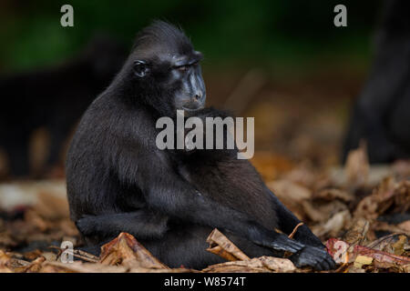 Les Célèbes / Black crested macaque (Macaca nigra) femmes avec des nourrissons allaités âgés de 9 à 12 mois, le Parc National de Tangkoko, Sulawesi, Indonésie. Banque D'Images