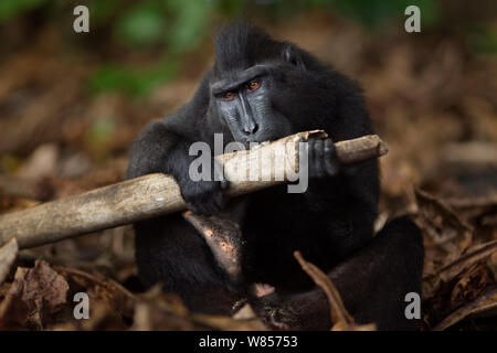 Les Célèbes / Black crested macaque (Macaca nigra) mâle sub-adulte qui essaie de pénétrer le bambou à l'alimentation sur les œufs d'un nid de fourmis, le Parc National de Tangkoko, Sulawesi, Indonésie. Banque D'Images