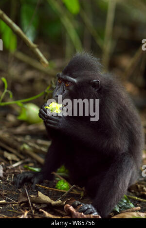 Les Célèbes / Black crested macaque (Macaca nigra) alimentation juvénile sur les fruits, le Parc National de Tangkoko, Sulawesi, Indonésie. Banque D'Images