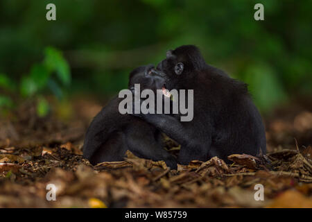 Les Célèbes / Black crested macaque (Macaca nigra) les mineurs jouer combats sur le sol, le Parc National de Tangkoko, Sulawesi, Indonésie. Banque D'Images