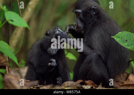 Les Célèbes / Black crested macaque (Macaca nigra) féminin le toilettage un nourrisson, le Parc National de Tangkoko, Sulawesi, Indonésie. Banque D'Images