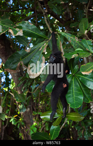 Les Célèbes / Black crested macaque (Macaca nigra) juvenile pendu à une branche, le Parc National de Tangkoko, Sulawesi, Indonésie. Banque D'Images