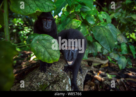 Les Célèbes / Black crested macaque (Macaca nigra) les mineurs approche avec curosity, Parc National de Tangkoko, Sulawesi, Indonésie. Banque D'Images