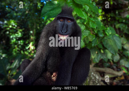 Les Célèbes / Black crested macaque (Macaca nigra) sous-homme adulte faisant le geste de menace, très certainement sur la réflexion dans l'objectif de la caméra, le Parc National de Tangkoko, Sulawesi, Indonésie. Banque D'Images