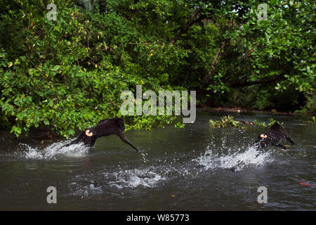 Les Célèbes / Black crested macaque (Macaca nigra)jouant dans la rivière, le Parc National de Tangkoko, Sulawesi, Indonésie. Banque D'Images