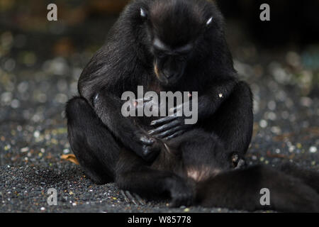 Les Célèbes / Black crested macaque (Macaca nigra) femelle bébé allaité de toilettage, le Parc National de Tangkoko, Sulawesi, Indonésie. Banque D'Images