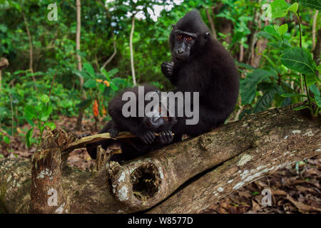 Les Célèbes / Black crested macaque (Macaca nigra) les mineurs le toilettage sur un arbre tombé, le Parc National de Tangkoko, Sulawesi, Indonésie. Banque D'Images