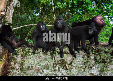 Les Célèbes / Black crested macaque (Macaca nigra) au repos et de toilettage groupe sur un arbre tombé, le Parc National de Tangkoko, Sulawesi, Indonésie. Banque D'Images