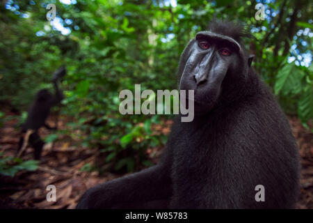 Les Célèbes / Black crested macaque (Macaca nigra) mâle sub-adulte tête et épaules portrait, Parc National de Tangkoko, Sulawesi, Indonésie. Banque D'Images