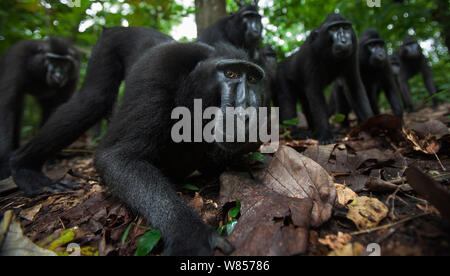 Les Célèbes / Black crested macaque (Macaca nigra) approche de groupe avec curiosité, le Parc National de Tangkoko, Sulawesi, Indonésie. Banque D'Images