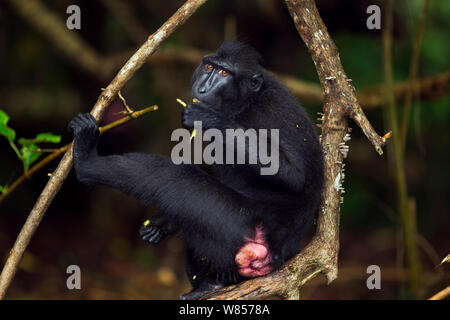 Les Célèbes / Black crested macaque (Macaca nigra) femelle se nourrissant dans un arbre, le Parc National de Tangkoko, Sulawesi, Indonésie. Banque D'Images