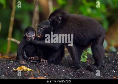 Les Célèbes / Black crested macaque (Macaca nigra) 'alpha' baby femme Âge 1-2 mois jouant avec des jeunes plus âgés, le Parc National de Tangkoko, Sulawesi, Indonésie. Banque D'Images