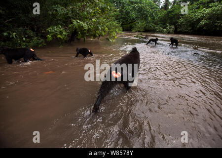 Les Célèbes / Black crested macaque (Macaca nigra)jouant dans la rivière, le Parc National de Tangkoko, Sulawesi, Indonésie. Banque D'Images