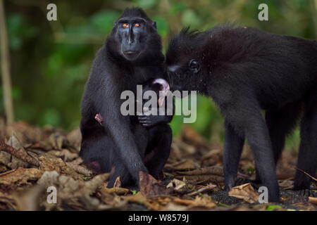 Les Célèbes / Black crested macaque (Macaca nigra) femmes curieux au sujet d'une autre femelle bébé de moins de 1 mois, le Parc National de Tangkoko, Sulawesi, Indonésie. Banque D'Images