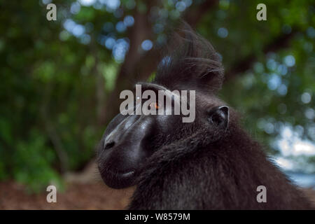 Les Célèbes / Black crested macaque (Macaca nigra) mâle mature tête portrait, Parc National de Tangkoko, Sulawesi, Indonésie. Banque D'Images