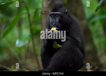 Les Célèbes / Black crested macaque (Macaca nigra) mâle juvénile se nourrissant de fruits, le Parc National de Tangkoko, Sulawesi, Indonésie. Banque D'Images